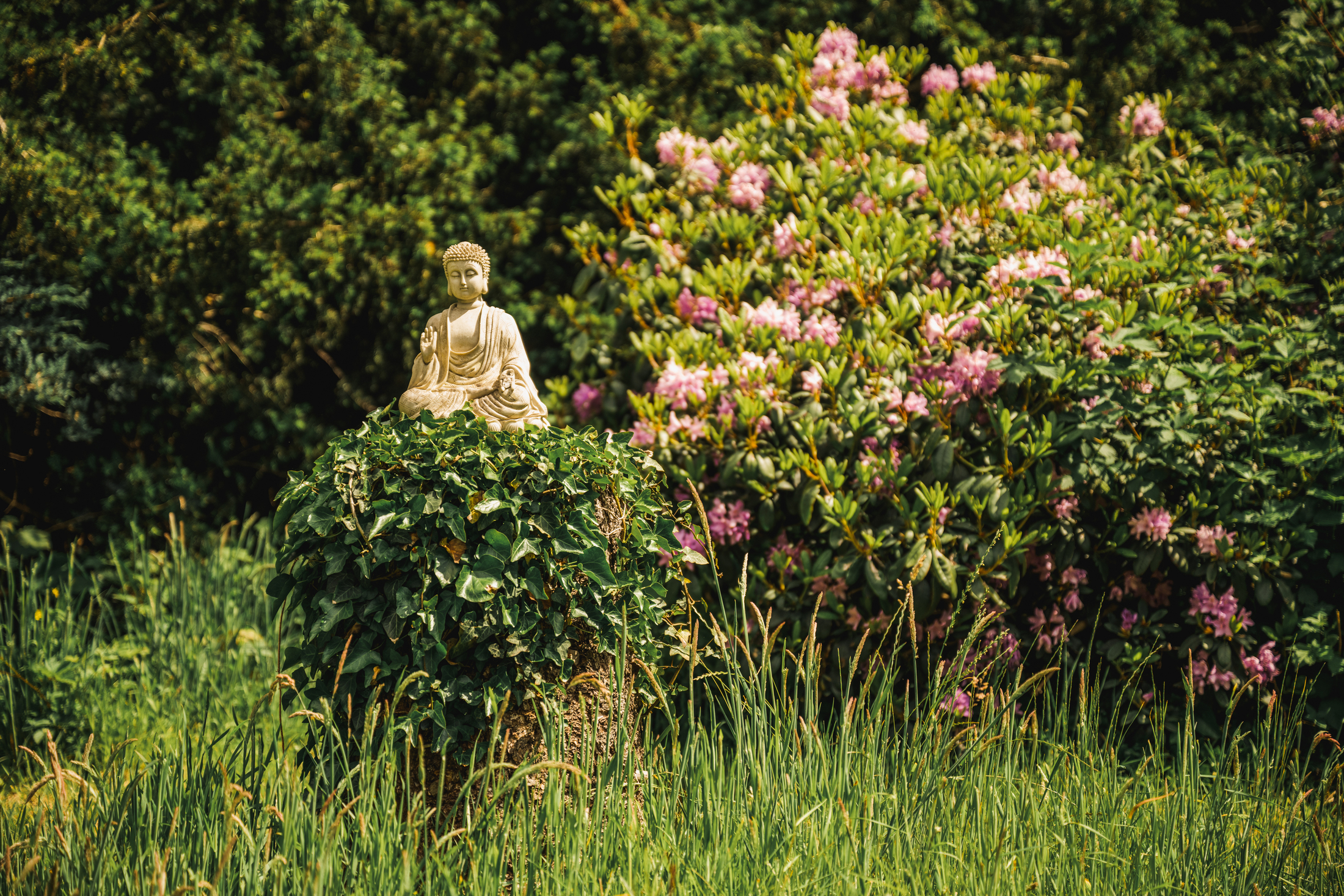 Entspannter Buddha als Sinnbild für Lebensberatung und Coaching