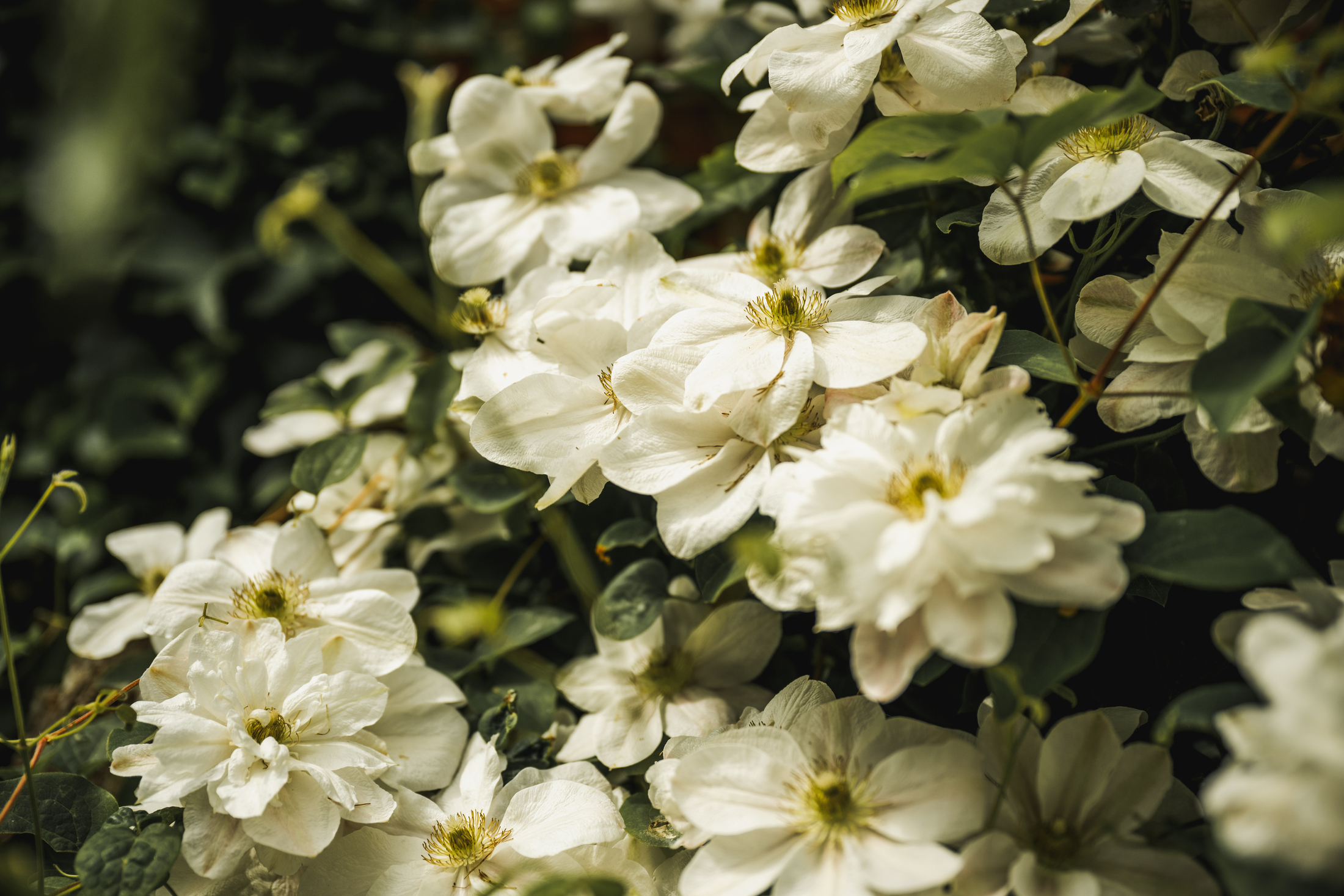 Blumen als Symbolbild für Bioidentische Hormontherapie für Frauen